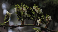 Racinaea riocreuxii
