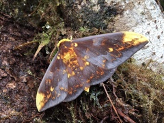 Citheronioides collaris