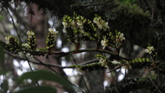 Racinaea riocreuxii