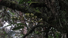 Racinaea riocreuxii