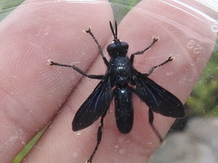 Penthosia satanica