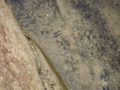 Abudefduf concolor