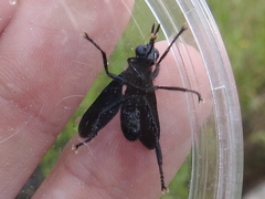 Penthosia satanica