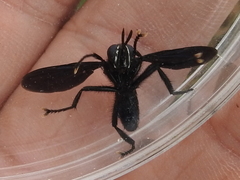 Penthosia satanica
