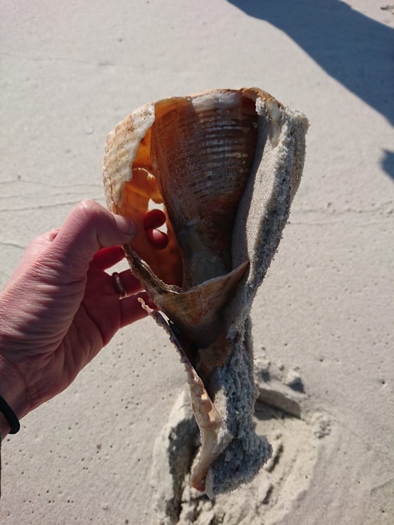 Emperor Helmet Snail from Jackson County, MS, USA on January 13, 2021