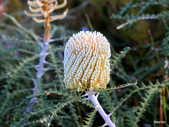 Banksia speciosa