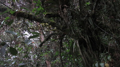 Racinaea riocreuxii