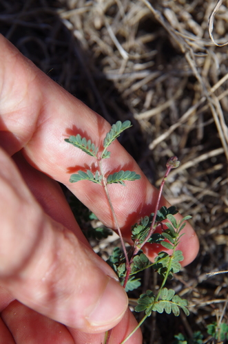 Image of Hoffmannseggia tenella by (c) Eric Knight, some rights reserved (CC BY)