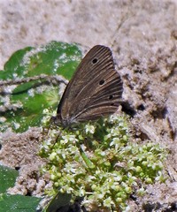 Stegosatyrus periphas