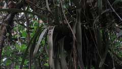 Racinaea riocreuxii