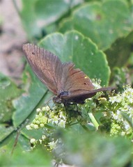 Stegosatyrus periphas