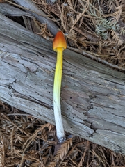 Hygrocybe