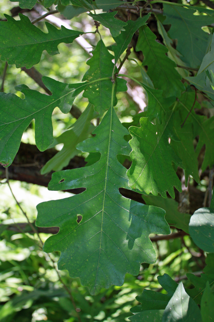 bur oak in June 2013 by chris buelow · iNaturalist