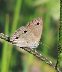 Stegosatyrus periphas