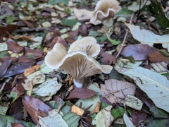 Clitocybe salmonilamella