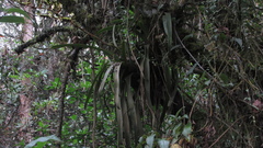 Racinaea riocreuxii
