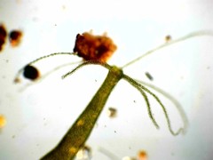 Hydra viridissima