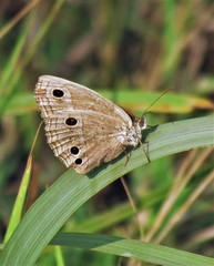 Stegosatyrus periphas