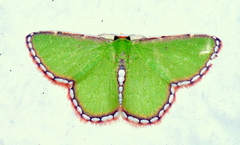 Synchlora pulchrifimbria