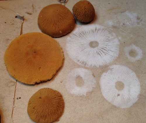 Earthy Powdercap