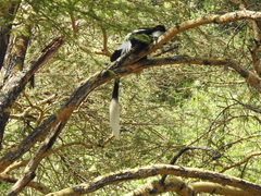 Colobus guereza matschiei