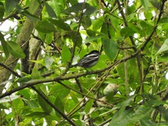 Pachyramphus polychopterus dorsalis