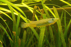Celebes Halfbeak photo 2