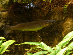 Celebes Halfbeak photo 3