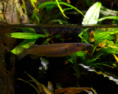 Celebes Halfbeak photo 4