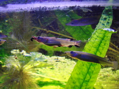 Celebes Halfbeak photo 5