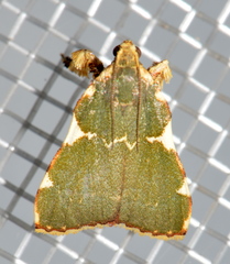 Parachma rufoflavalis