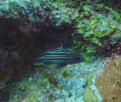 Pareques acuminatus
