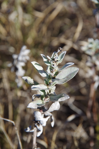 Image of Ambrosia cheiranthifolia by (c) Eric Knight, some rights reserved (CC BY)