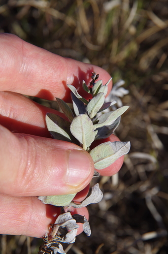 Image of Rio Grande Ragweed (Ambrosia cheiranthifolia) by (c) Eric Knight, some rights reserved (CC BY)