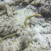 Key Worm Eel - Photo (c) Neil DeMaster, some rights reserved (CC BY-NC), uploaded by Neil DeMaster
