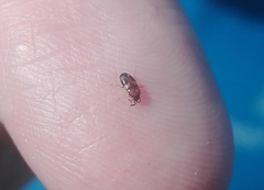Poecilocrypticus formicophilus
