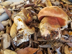 Suillellus amygdalinus