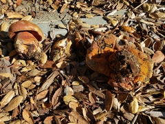 Suillellus amygdalinus