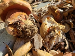 Suillellus amygdalinus