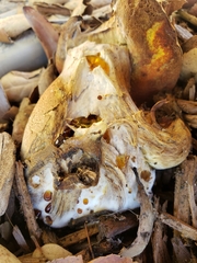 Suillellus amygdalinus