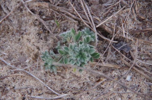 Image of Dalea obovata by (c) Eric Knight, some rights reserved (CC BY)