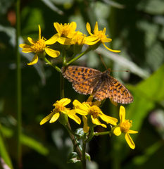 Boloria chariclea