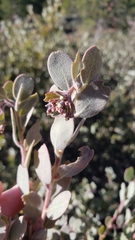 Arctostaphylos nissenana