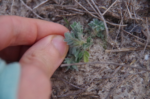 Image of Dalea obovata by (c) Eric Knight, some rights reserved (CC BY)
