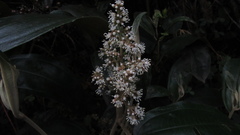 Miconia biappendiculata