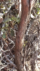 Arctostaphylos nissenana