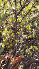Arctostaphylos nissenana
