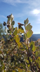 Arctostaphylos nissenana