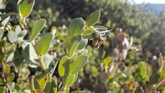 Arctostaphylos nissenana