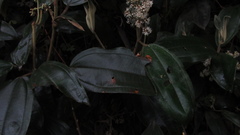Miconia biappendiculata